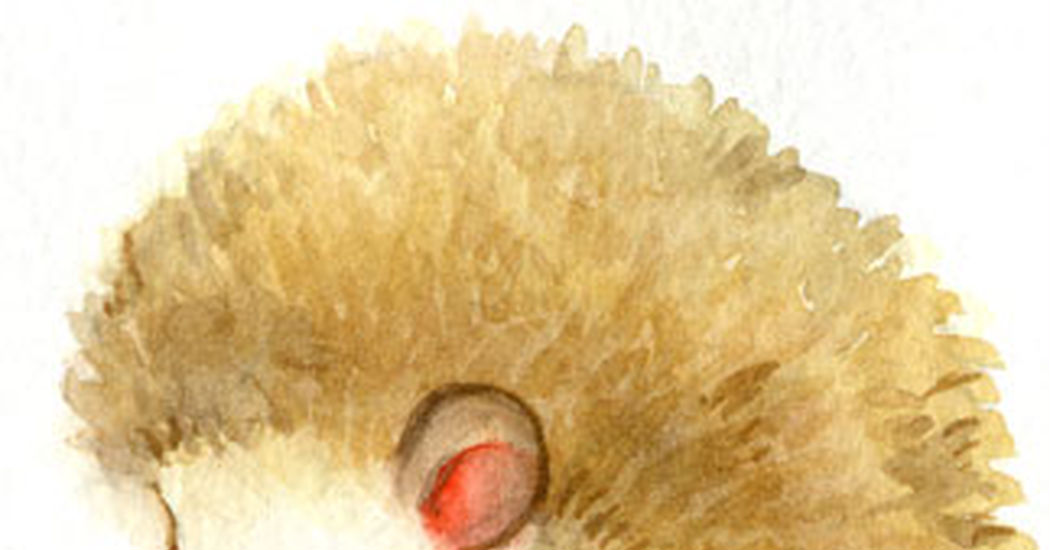 Porcupines!