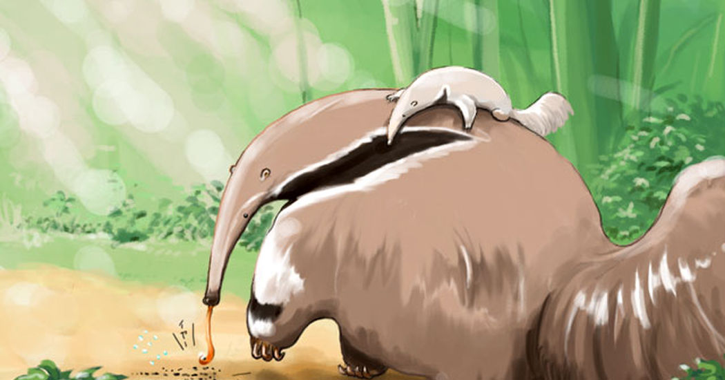 Anteaters!!!!
