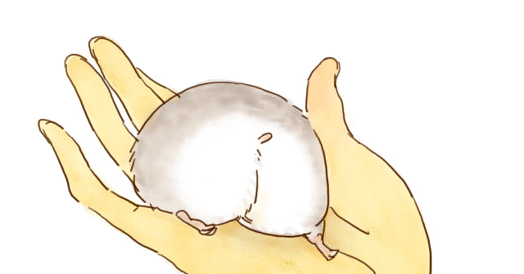 Adorable hamster butts!