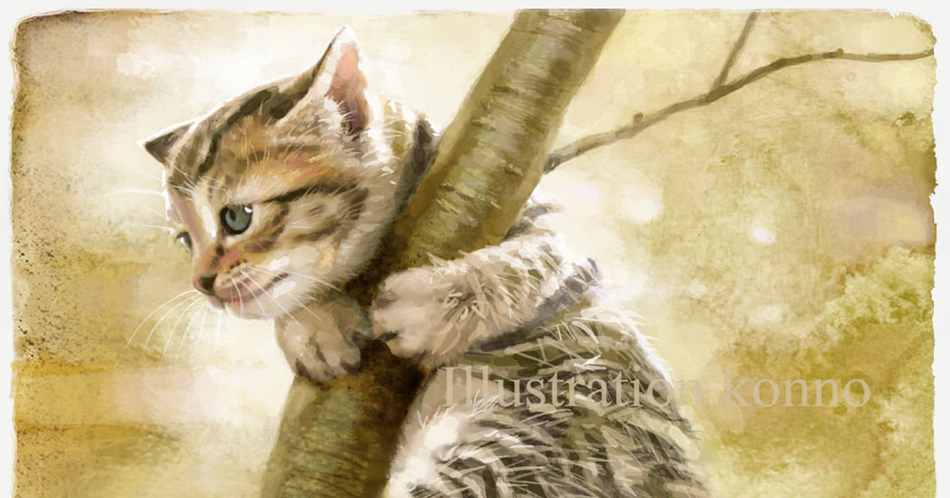 Cats, Sooo Cute♡