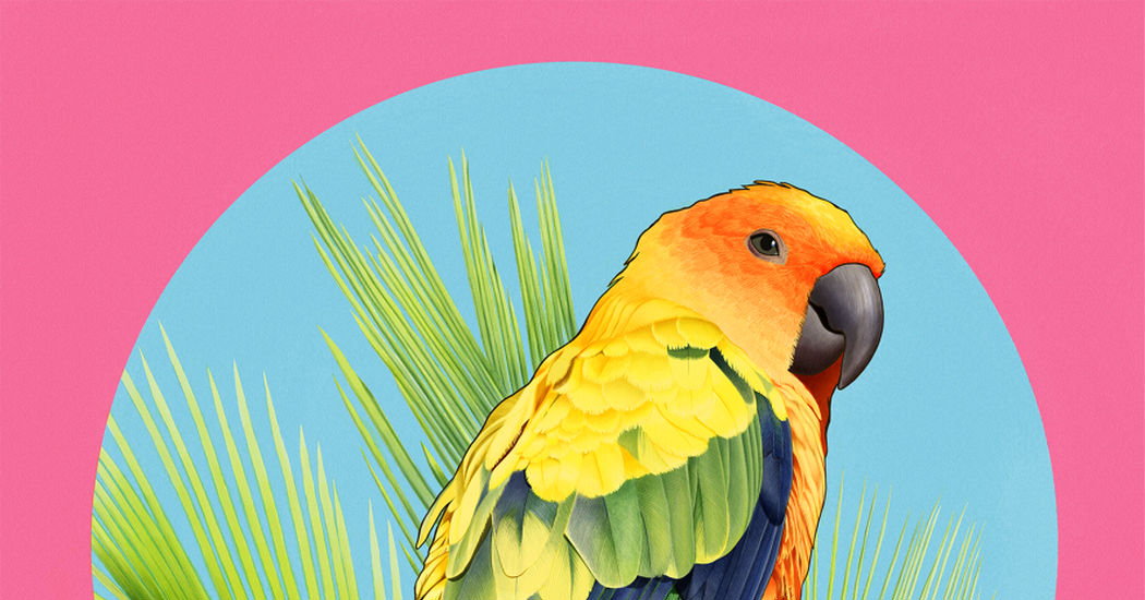 Parakeet Collection (2nd Edition)