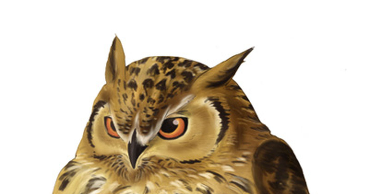 Owl Spotlight!!