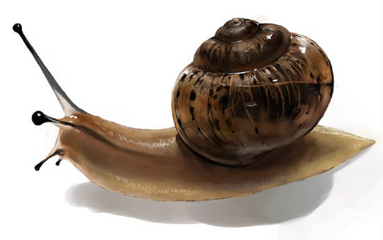 カタツムリ かたつむり とは ピクシブ百科事典 カタツムリ かたつむり とは ピクシブ百科事典