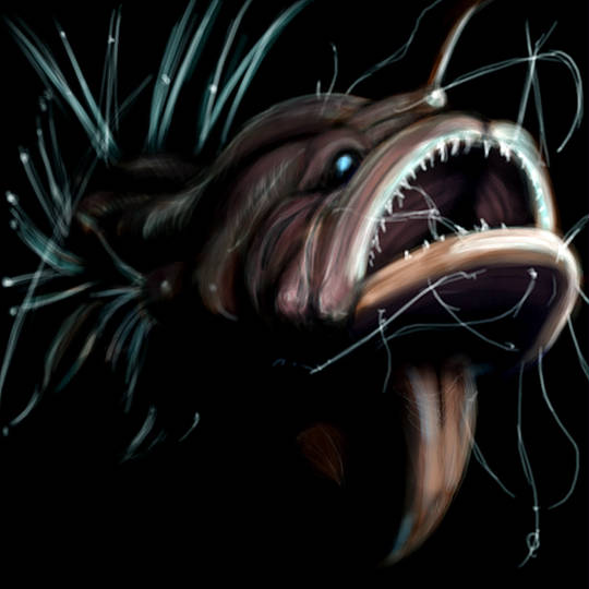 アンコウ目 あんこうもく とは ピクシブ百科事典