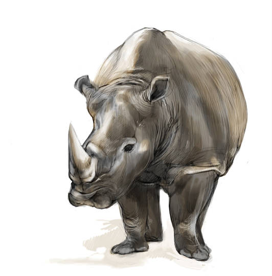 犀 さい とは ピクシブ百科事典