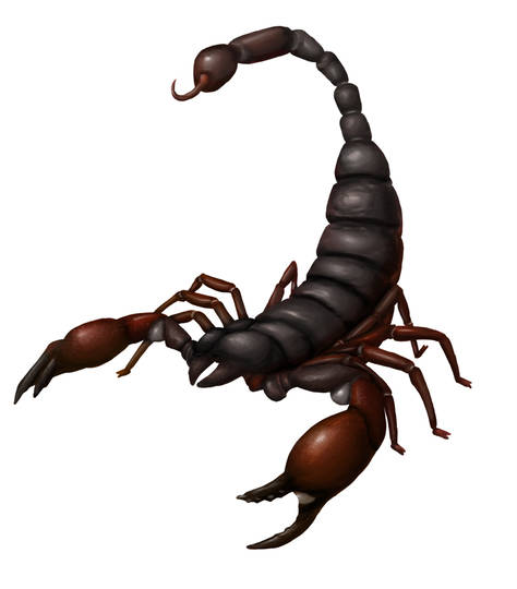 蠍 さそり とは ピクシブ百科事典