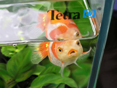 金魚 きんぎょ とは ピクシブ百科事典