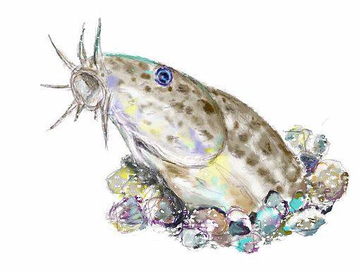 ドジョウ どじょう とは ピクシブ百科事典