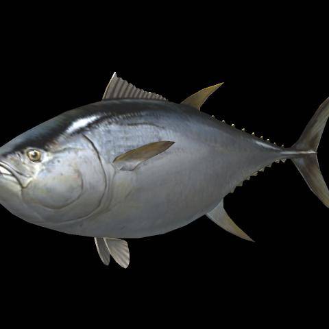 鮪 まぐろ とは ピクシブ百科事典