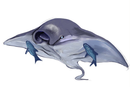 コバンザメ こばんざめ とは ピクシブ百科事典