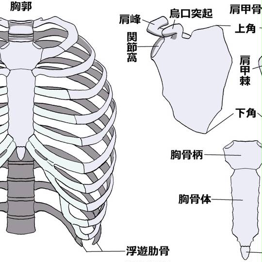 あばら骨 あばらぼね とは ピクシブ百科事典