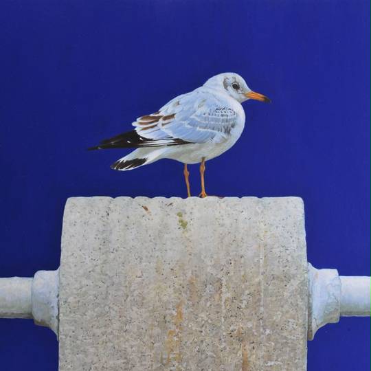 ユリカモメ ゆりかもめ とは ピクシブ百科事典 ユリカモメ ゆりかもめ とは ピクシブ百科事典