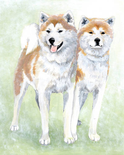 秋田犬 あきたいぬ とは ピクシブ百科事典