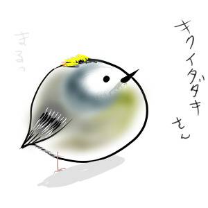 キクイタダキ きくいただき とは ピクシブ百科事典