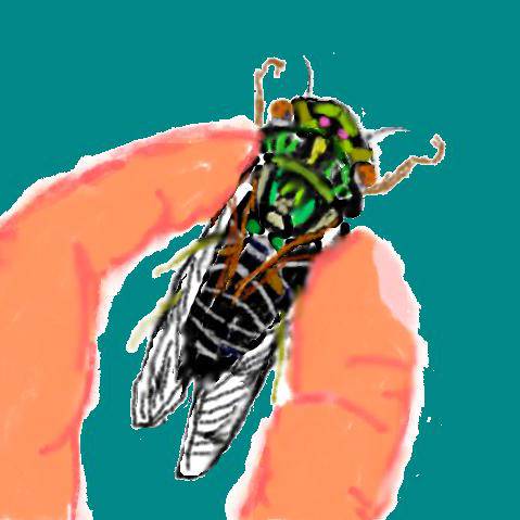 ツクツクボウシ (つくつくぼーし)とは【ピクシブ百科事典】