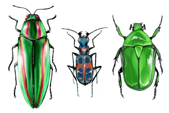 甲虫 こうちゅう とは ピクシブ百科事典