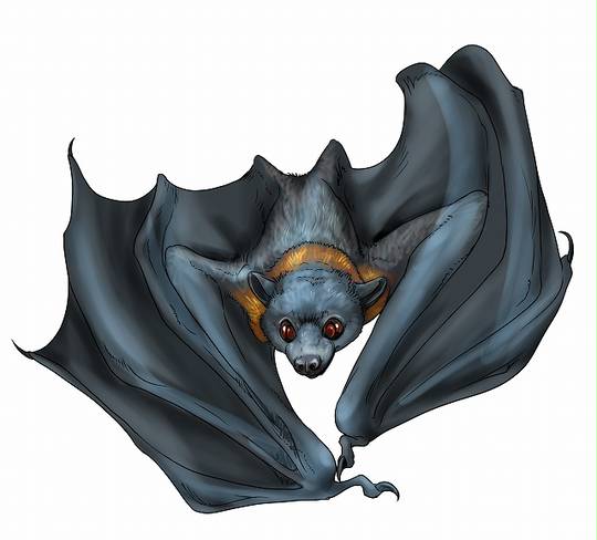 翼手目 よくしゅもく とは ピクシブ百科事典