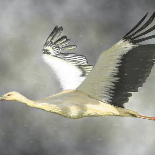 コウノトリ こうのとり とは ピクシブ百科事典