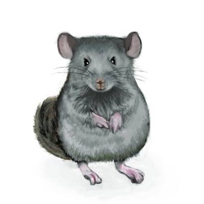 チンチラ ちんちら とは ピクシブ百科事典