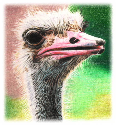 ダチョウ だちょう とは ピクシブ百科事典