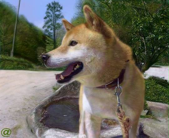 柴犬 の 北登 – 北の柴犬 小雪 夏萌 : ザ！鉄腕！DASH！！ – GKQZ