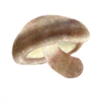 しいたけ しいたけ とは ピクシブ百科事典