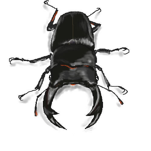 オオクワガタ おおくわがた とは ピクシブ百科事典