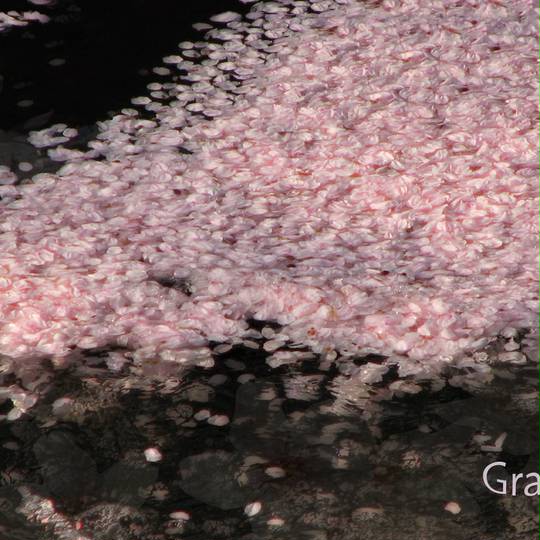 花筏 はないかだ とは ピクシブ百科事典