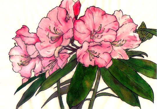 シャクナゲ しゃくなげ とは ピクシブ百科事典