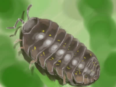 ダンゴムシ だんごむし とは ピクシブ百科事典