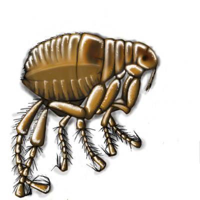 蚤 のみ とは ピクシブ百科事典