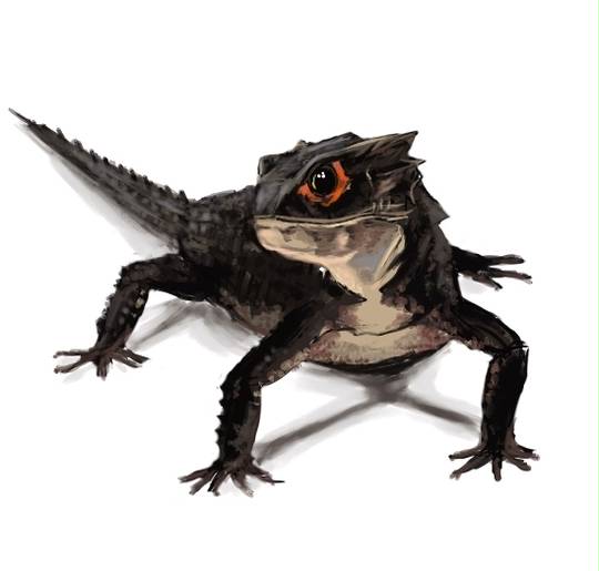 アカメカブトトカゲ あかめかぶととかげ とは ピクシブ百科事典