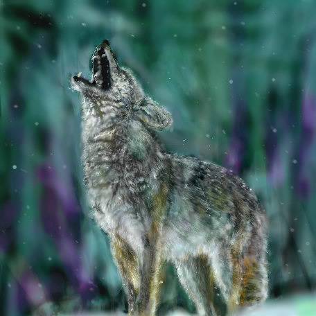 コヨーテ こよーて とは ピクシブ百科事典