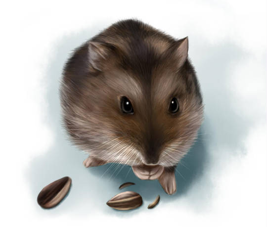ハムスター はむすたー とは ピクシブ百科事典