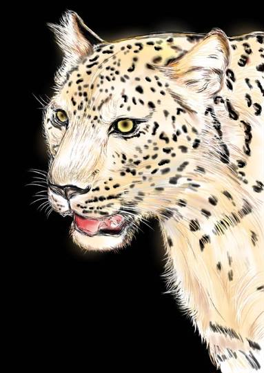 豹 ひょう とは ピクシブ百科事典