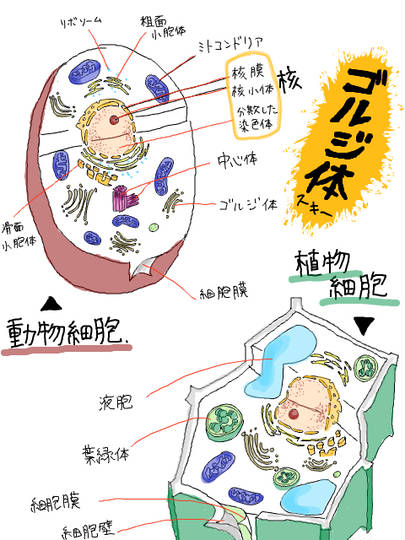 細胞 さいぼう とは ピクシブ百科事典