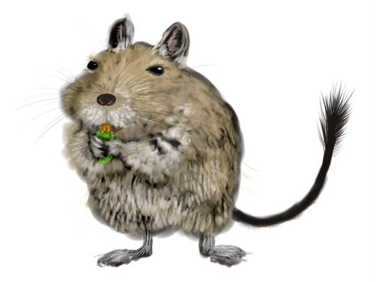 デグー でぐー とは ピクシブ百科事典