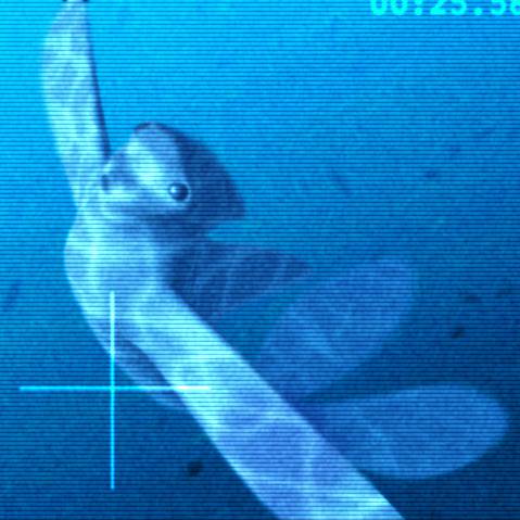 ニンゲン にんげん とは ピクシブ百科事典