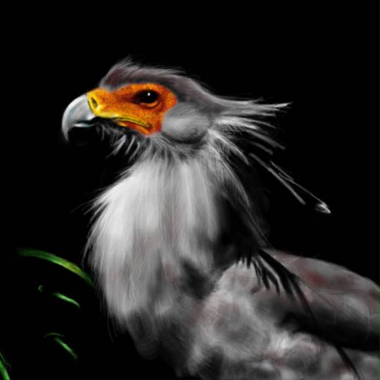 ヘビクイワシ へびくいわし とは ピクシブ百科事典