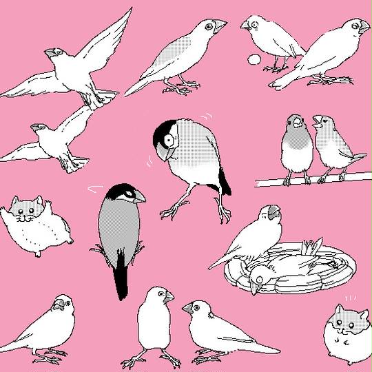 文鳥様と私 (ぶんちょうさまとわたし)とは【ピクシブ百科事典】