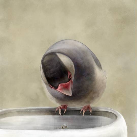 文鳥 (ぶんちょう)とは【ピクシブ百科事典】