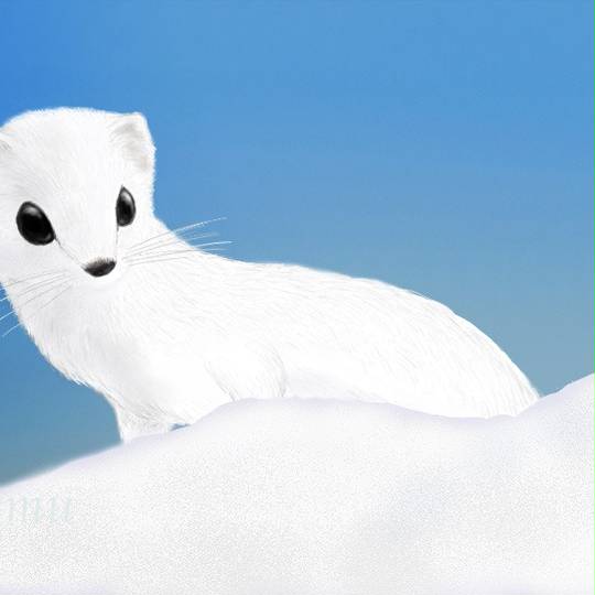 オコジョ おこじょ とは ピクシブ百科事典