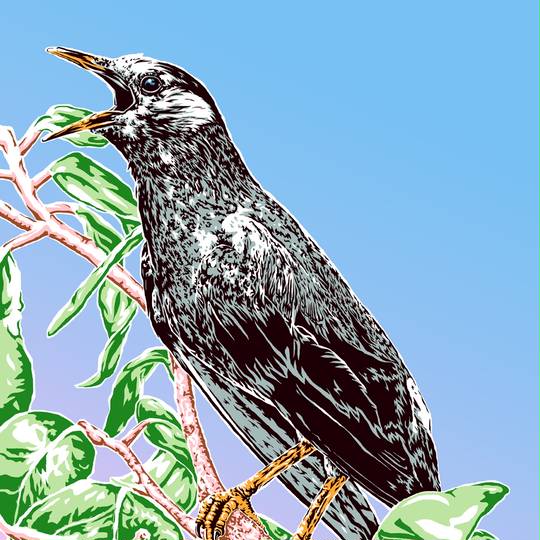 椋鳥 むくどり とは ピクシブ百科事典