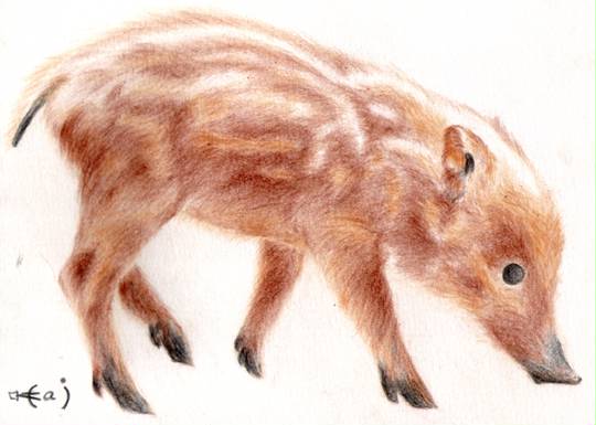 ウリ坊 うりぼう とは ピクシブ百科事典