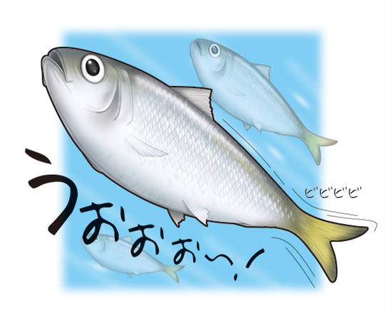 サッパ さっぱ とは ピクシブ百科事典