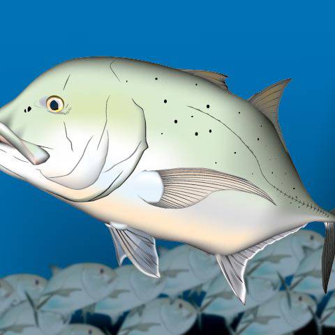 ロウニンアジ ろうにんあじ とは ピクシブ百科事典