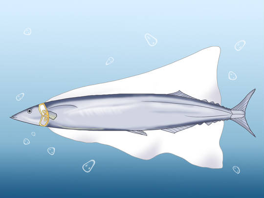 青魚 あおざかな とは ピクシブ百科事典 青魚 あおざかな とは ピクシブ百科事典