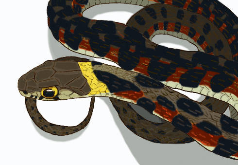 ヤマカガシ やまかがし とは ピクシブ百科事典