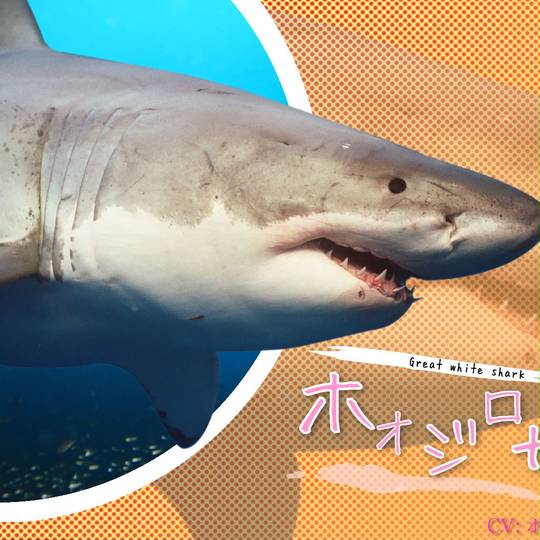 ホオジロザメ ほおじろざめ とは ピクシブ百科事典