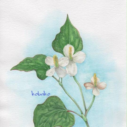 ドクダミ どくだみ とは ピクシブ百科事典